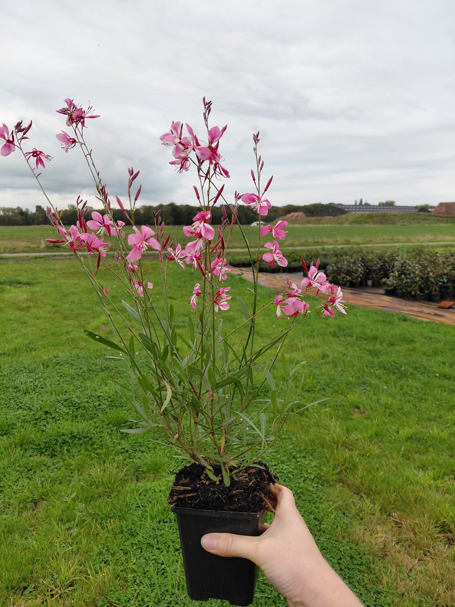 6 stuks - Gaura Siskiyou Pink Lindheimeri - prachtkaars met roze bloemen - P9 (9X9) pot