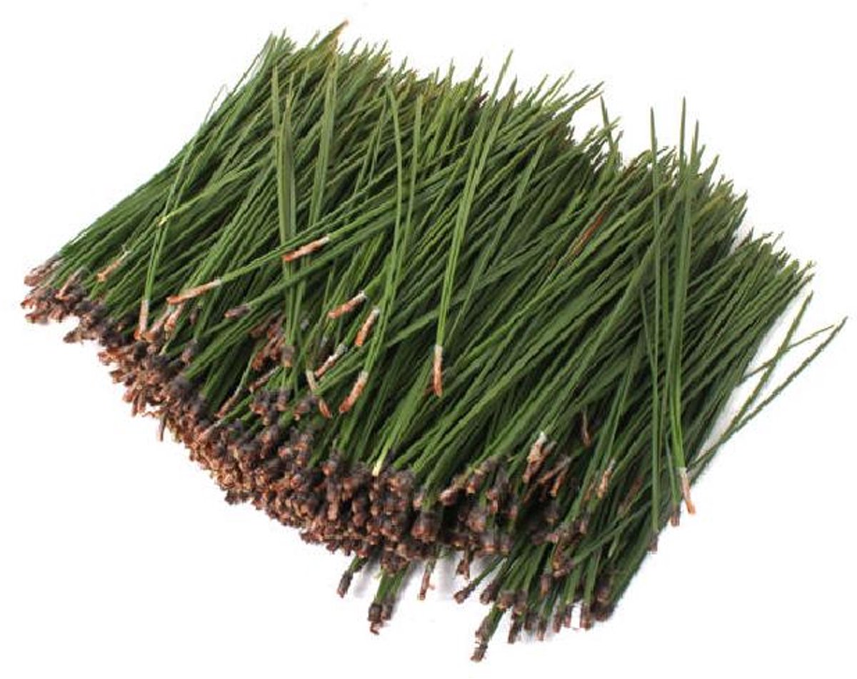 1x Ko pinus strobus naalden 10cm