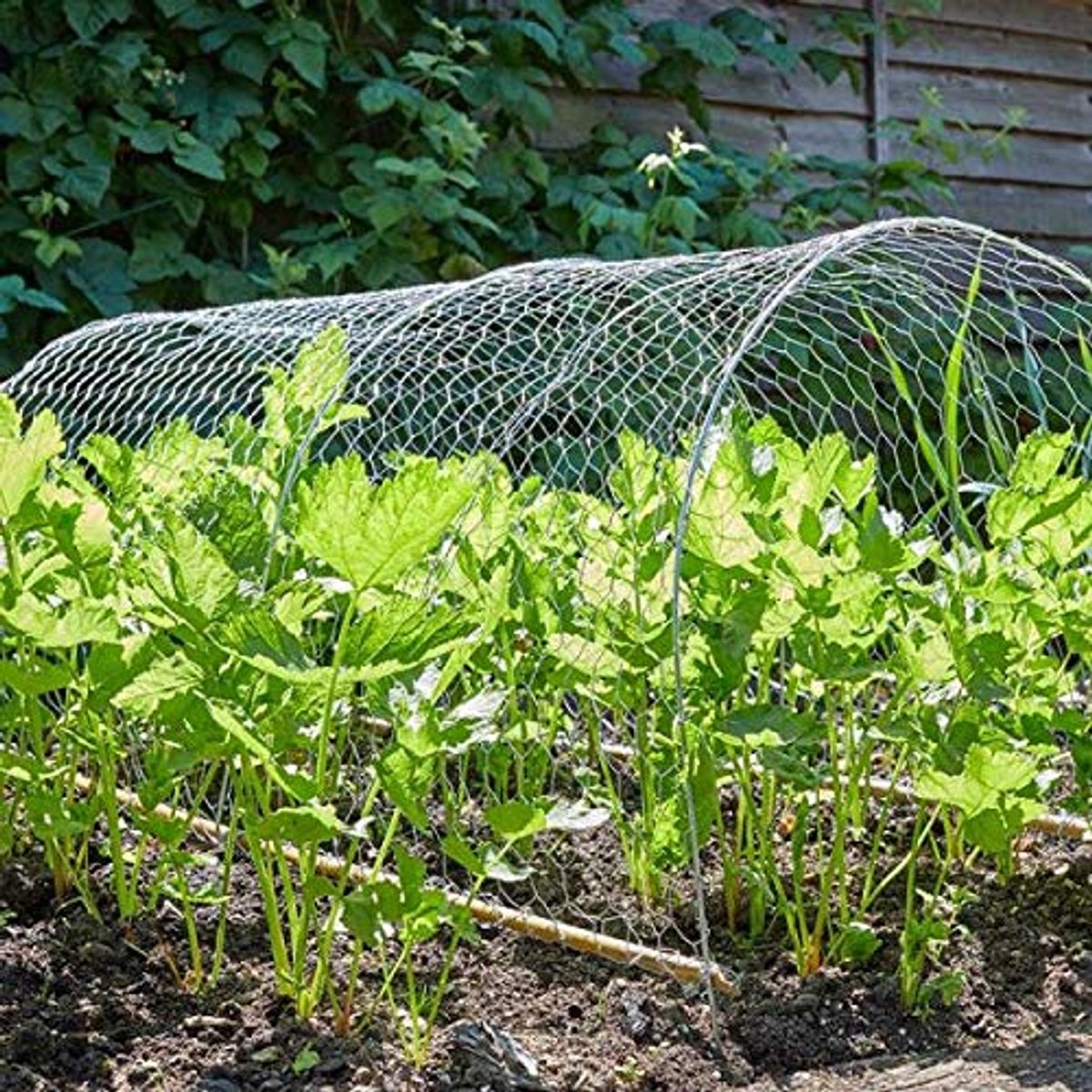 Draadgaas voor dieren en tuinbescherming - Groen, PVC gecoat en gegalvaniseerd - 1 x 5m