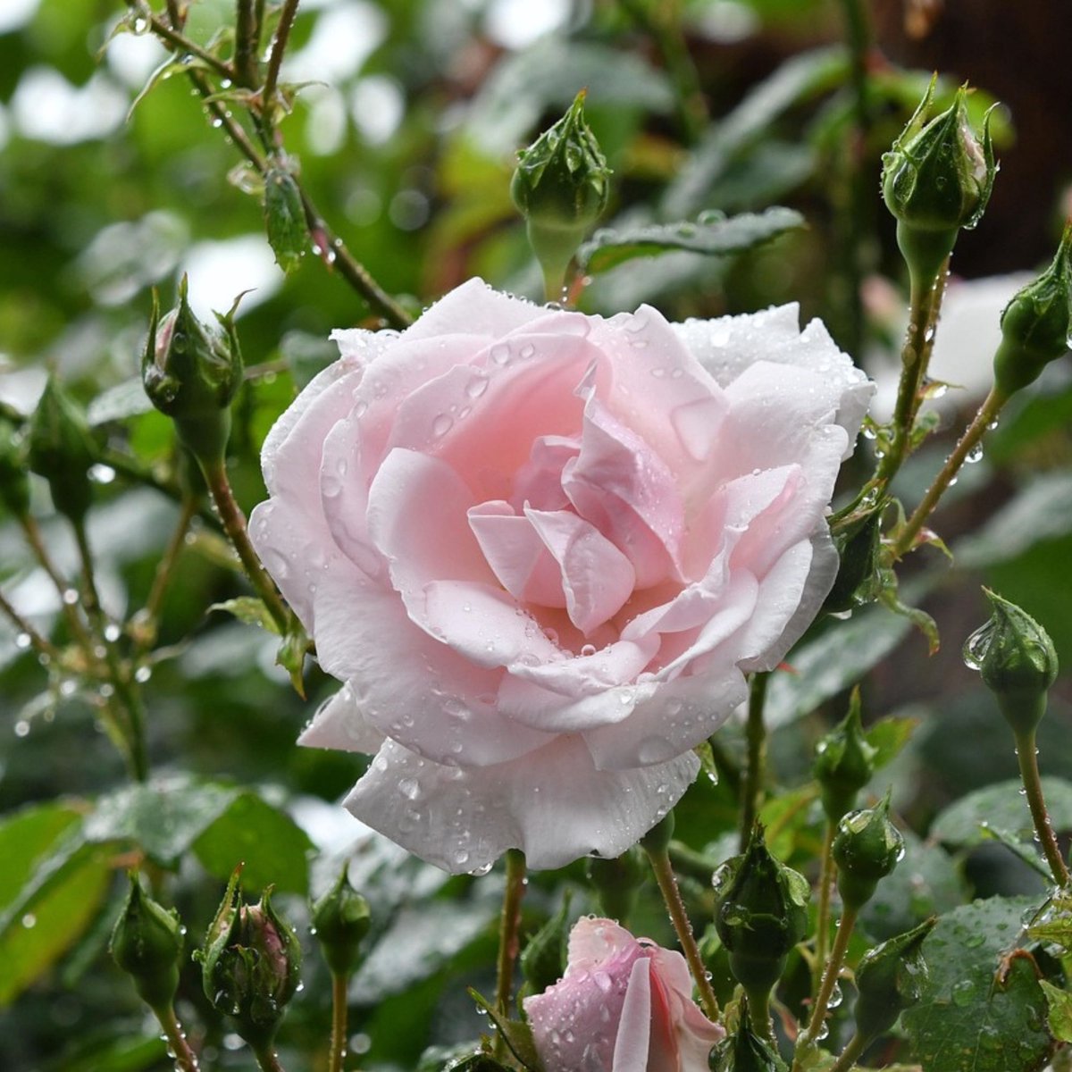 Roos (Rosa) - Klim New Dawn - Vaste planten - Bijen-Vlinders - Snijbloemen - Geurend - Klimplant - Zomerbollen - Voorjaarsbollen