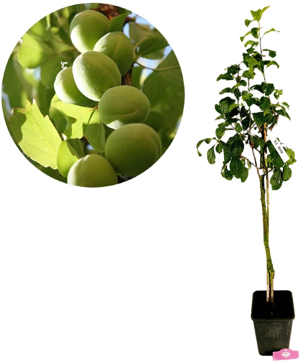 Prunus Domestica ‘Reine Claude Verte’, Pruimenboom, 5 liter pot