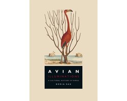 Avian Illuminations