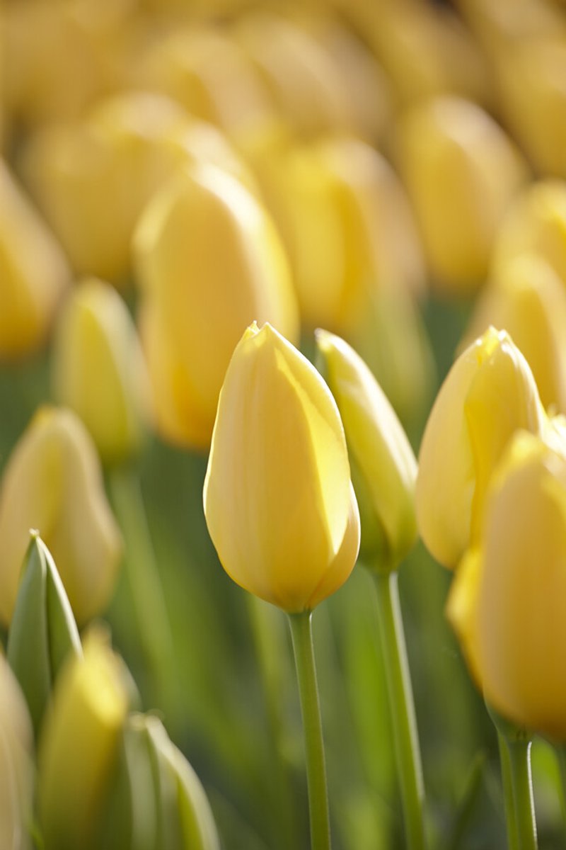 Tulp Big Smile | 10 stuks | Tulpenbollen