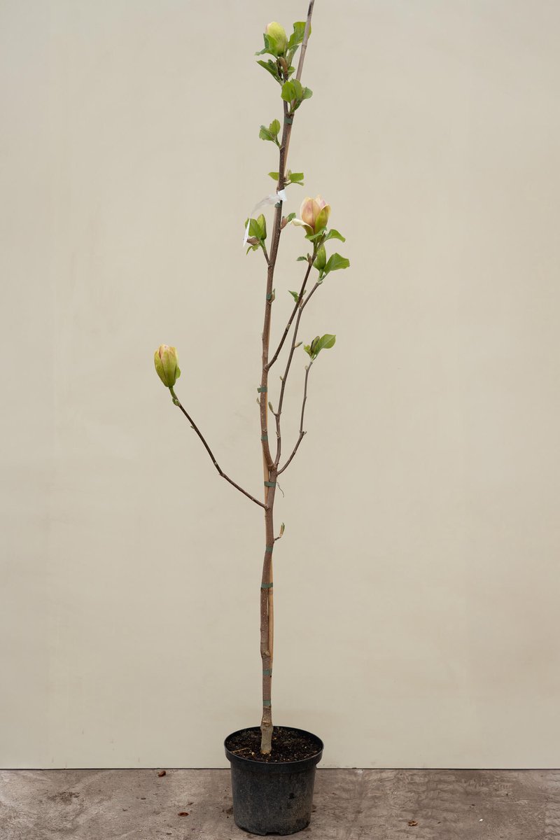 Jonge Beverboom | Magnolia 'Sunsation' | 100-150cm hoogte
