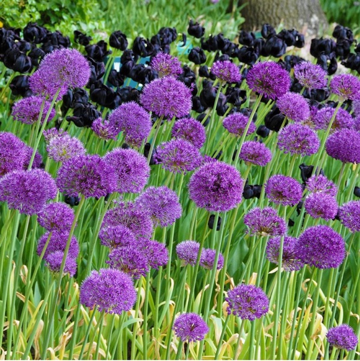 50 x Allium ‘Purple Sensation’ bloembollen – opvallende sierui