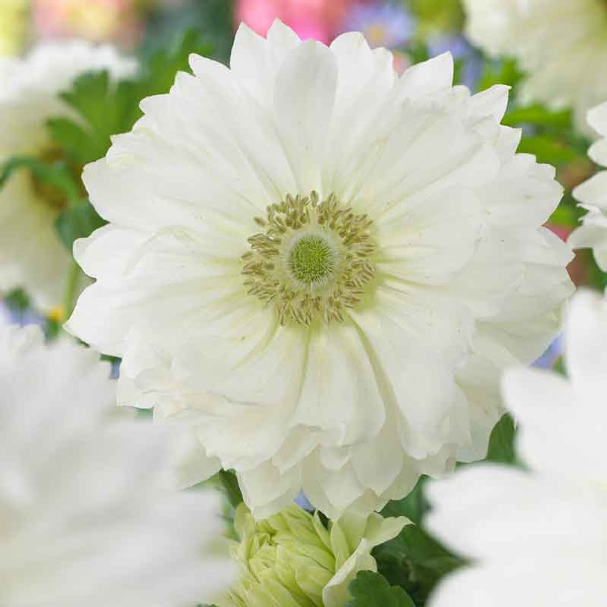 Anemone Fullstar Pure White | 10 stuks | Anemoon