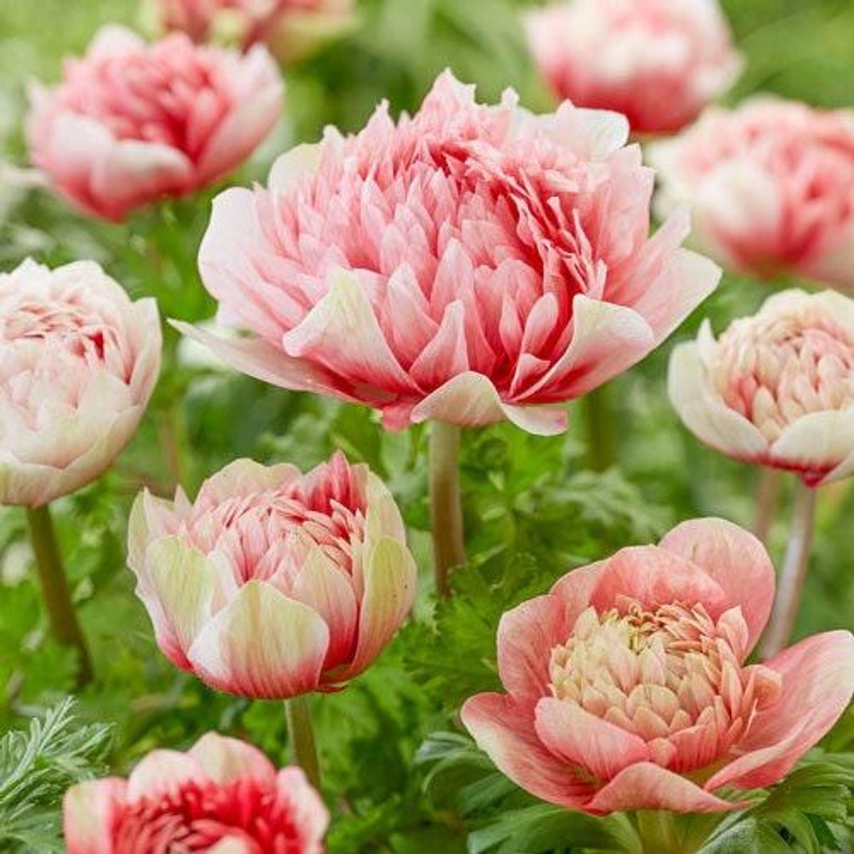 Anemone Fullstar Double Strawberry | 10 stuks | Anemoon