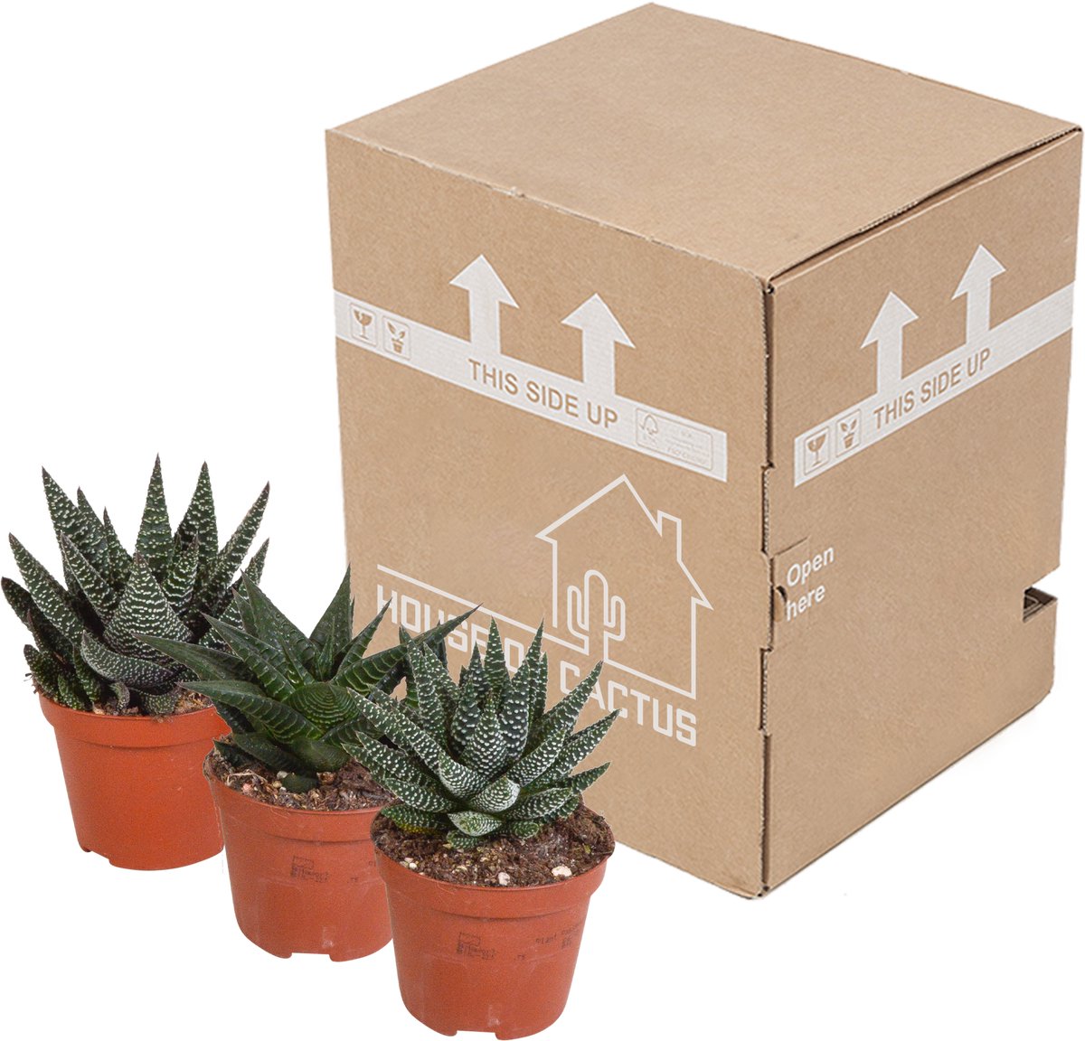 Gasteria/Haworthia mix 8,5 cm | 3 stuks