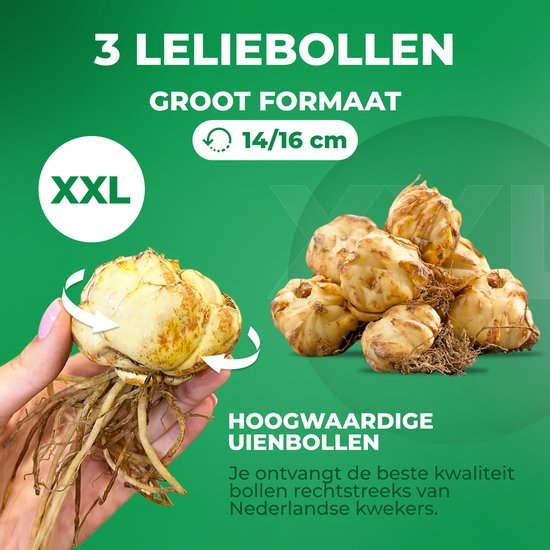 DUTCH BULBS Lelie bollen - Lilium Rising Moon Bloembollen - Geel - 3 ...