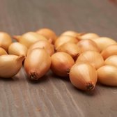 Plantui - Sturon - 500 gram - Geel - Uien voor Tuin - Bollen om te Planten - Voor de Moestuin