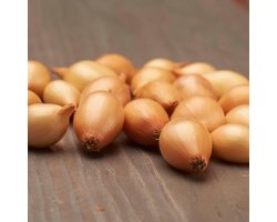 Plantui - Sturon - 500 gram - Geel - Uien voor Tuin - Bollen om te Planten - Voor de Moestuin