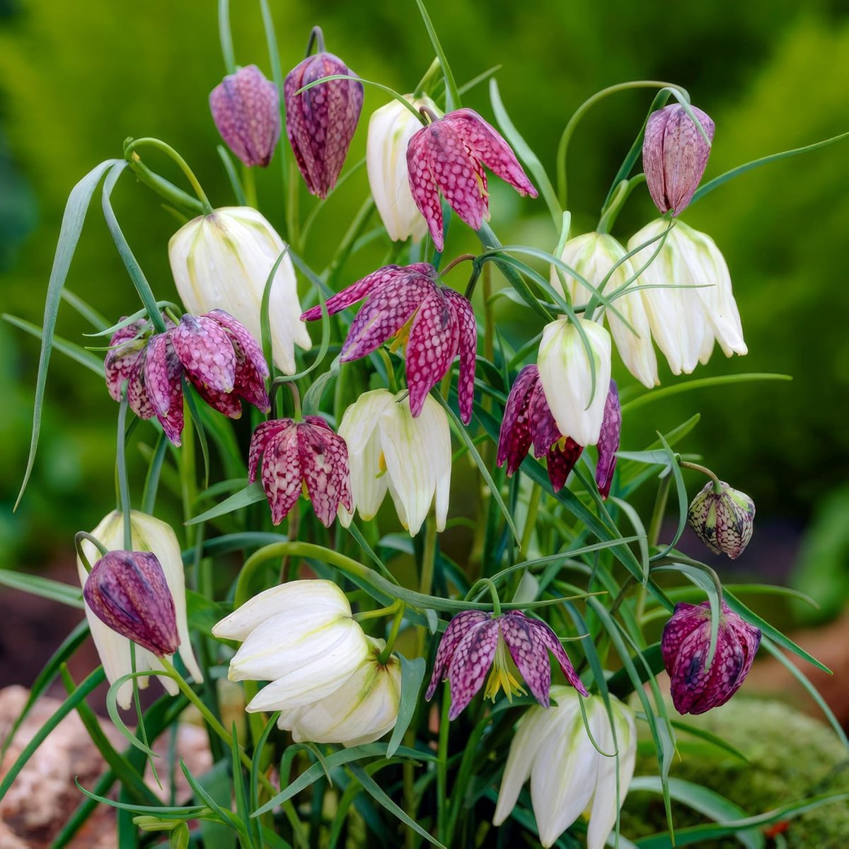 Keizerskroon Bloembollen Meerjarig - Fritillaria Meleagris Mix van 4 soorten - Meerkleurig - 25 stuks - Meerkleurig - Bloem bollen Mix