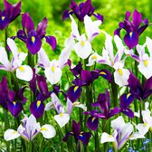 Paarse en witte Iris bloemen met gele accenten op een groene achtergrond.