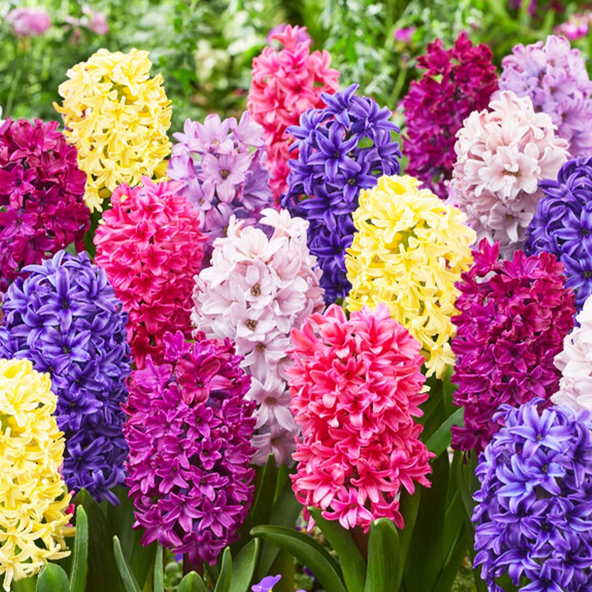 Hyacint Bloembollen Winterhard - Hyacinthus - Budget Mix - Mix van 3 soorten - 15 stuks - Meerkleurig - Bloem bollen Mix Meerjarig