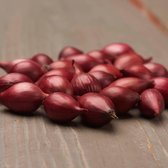 Bulbes hollandais De plant - Bulbes d'oignon - Karmen - Bulbes de fleurs - 500 grammes - Rouge - Bulbes - Pour le potager