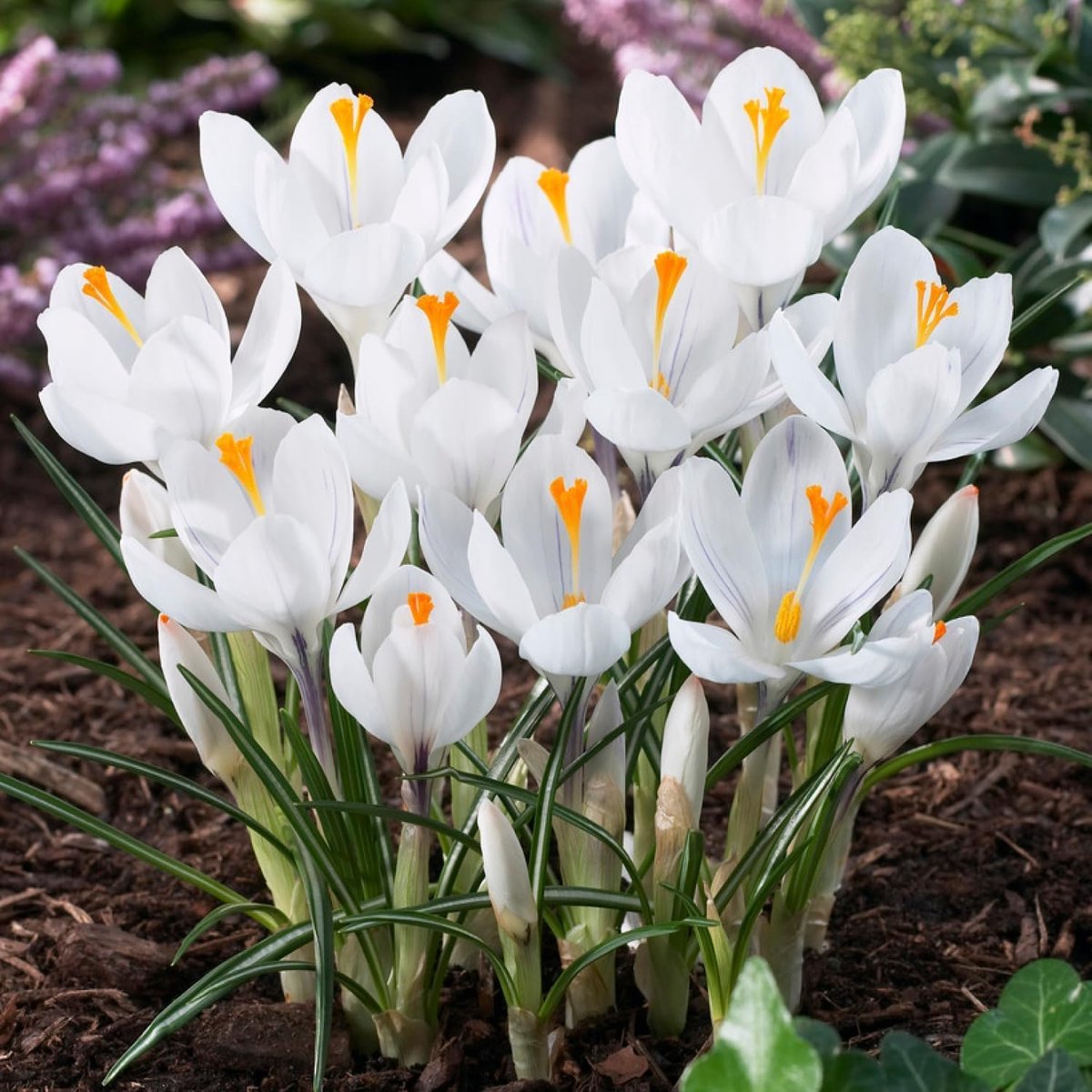 Krokussen Bloembollen Winterhard - Crocus - Jeanne D'Arc - 50 stuks - Wit - Bloem bollen - Meerjarig Mix