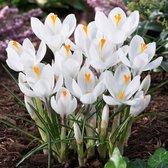 Een close-up van witte krokussen met oranje stampers in een tuin.