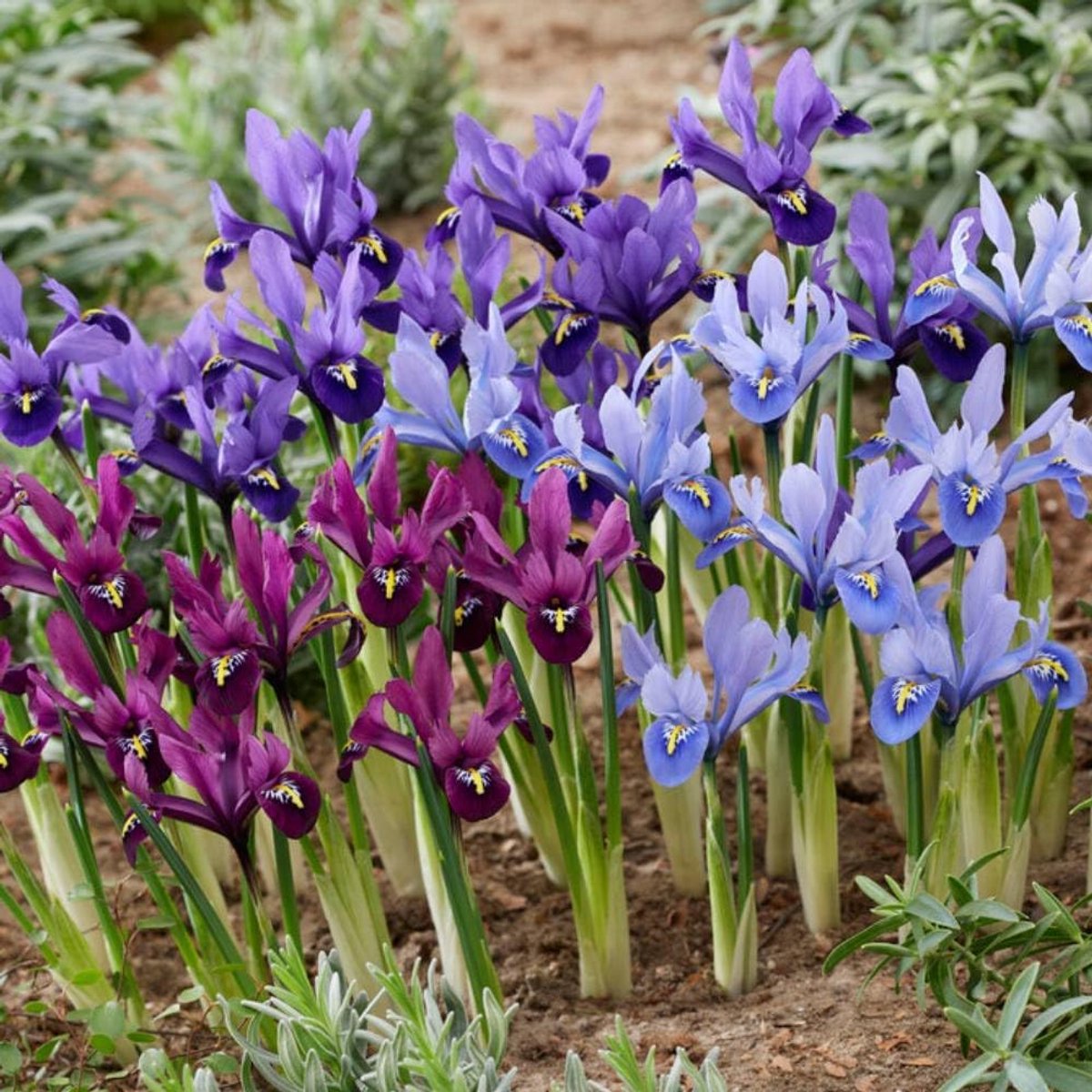 Iris Bloembollen Winterhard - Reticulata Budget Mix - 50 stuks - Meerkleurig - Bloem bollen - Meerjarig Mix