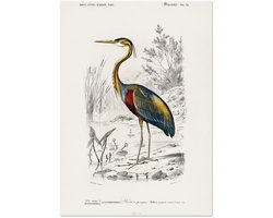 Poster Charles Dessalines d'Orbigny - Purple heron (Ardea purpurea) A4 21x29.7 cm - exclusief lijst