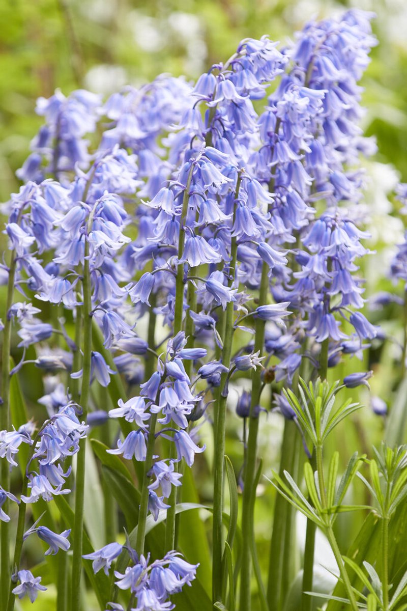 Hyacinthoides Hispanica Blauw | 10 stuks | Spaanse Boshyacint