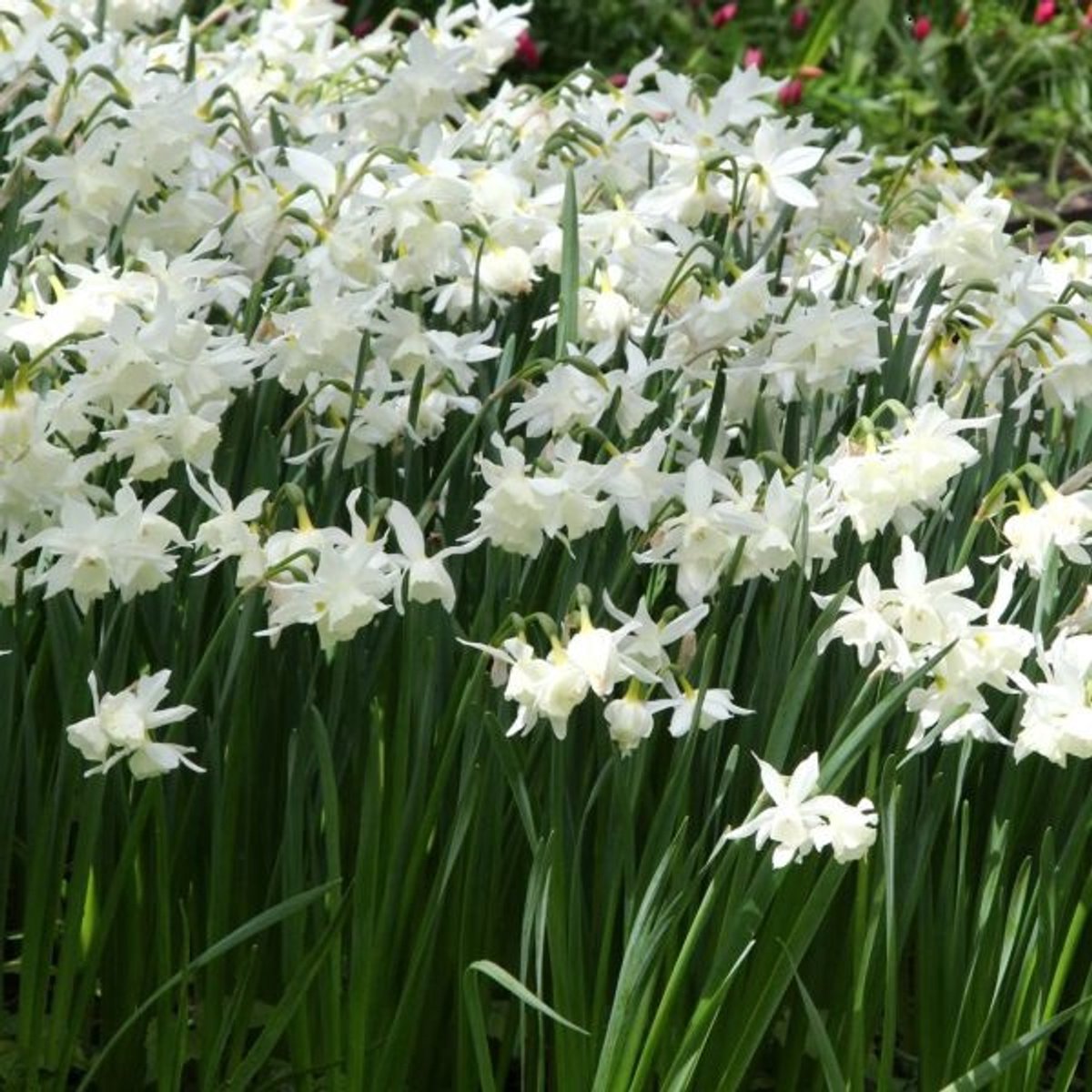 50 x Narcis 'Thalia' bloembollen - lange bloeiende periode en sterke geur