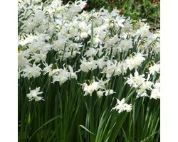 50 x Narcis 'Thalia' bloembollen - lange bloeiende periode en sterke geur