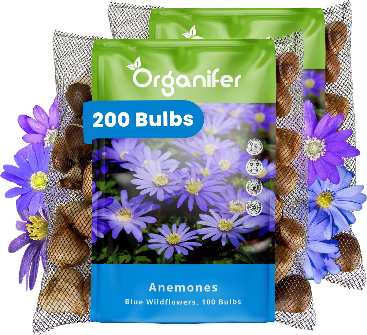 200 Anemone - Anemoonbollen - Blauwe Windbloemen - XXL Bollengrootte 5 cm - Anemonoides oregana - Bloembollen - Zomerbollen - Voorjaarsbollen - Geschikt als snijbloem - Trekt vlinders en bijen aan - Vaste planten - Organifer