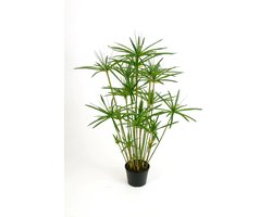 JUNAVERA Cyperus haspan | Parapluplant in 14 cm pot | 70 cm hoge moeras- en terrariumplant