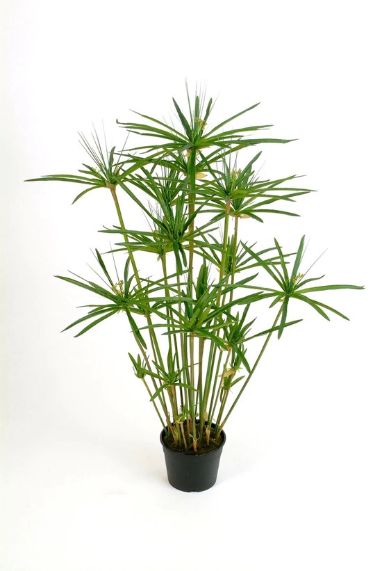 Cyperus haspan | Parapluplant in 14 cm pot | 70 cm hoge moeras- en terrariumplant