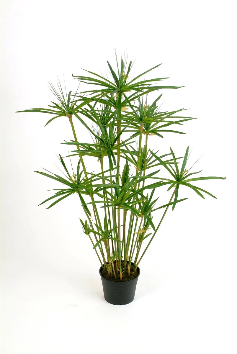 JUNAVERA Cyperus haspan | Parapluplant in 14 cm pot | 70 cm hoge moeras- en terrariumplant