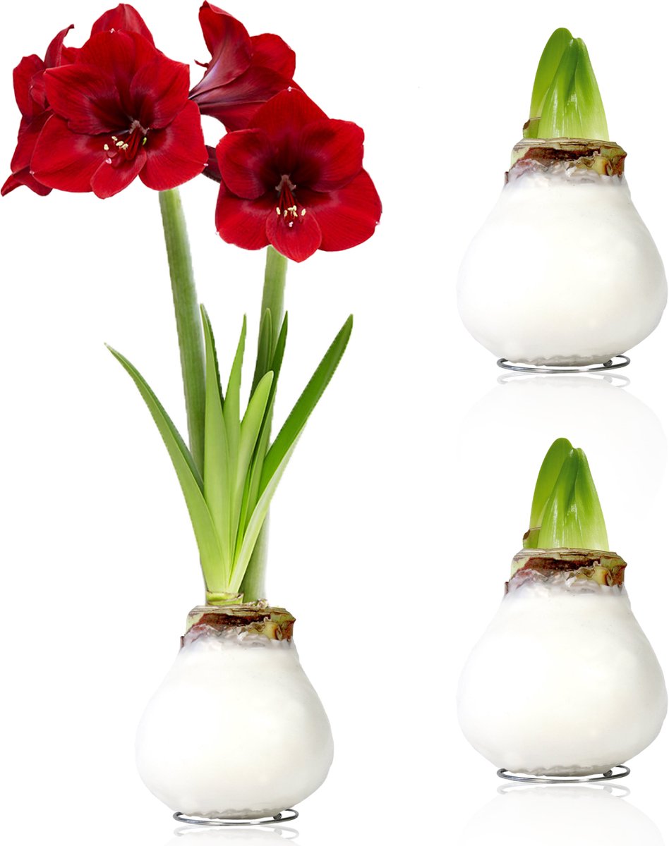 Amaryllis Bollen in Wax - 2 stuks - Wit - Bloembollen - Bloem bollen - No Water Flower