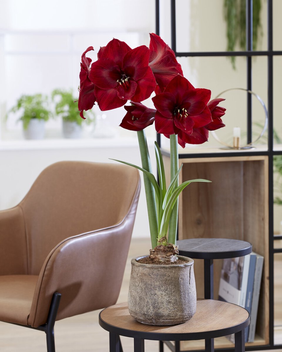 Amaryllis Red Reality | 1 stuk | Hippeastrum | Bloembol