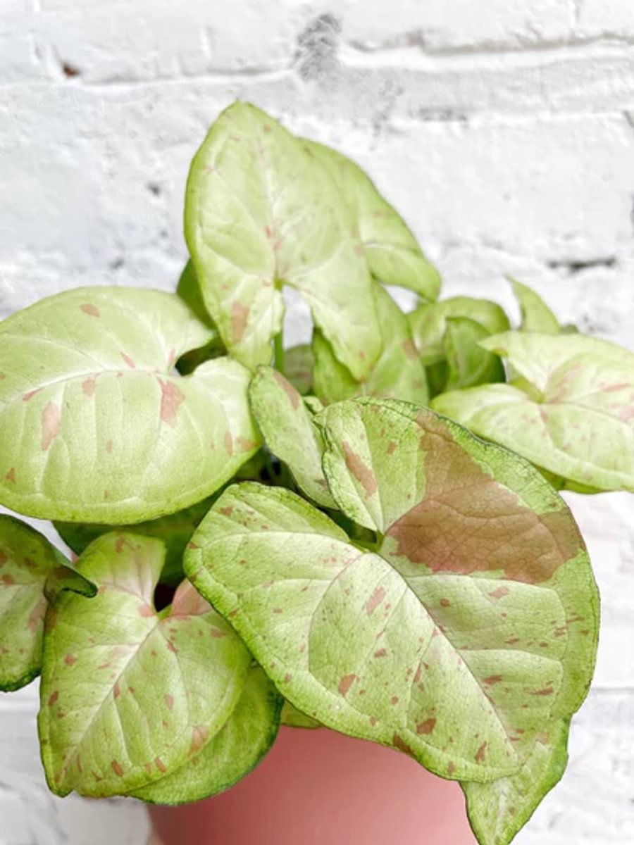 JUNAVERA Syngonium | In 15 cm pot