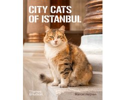 City Cats of Istanbul