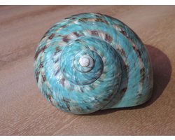 Schelpen 2x naturel-turquoise - zeldzaam - natuurlijk - schelp-grote schelp - oceaan-uniek-decoratie–tropisch–schelp–strandhuis–boho interieur–zee–strand–decoratie-Interieuraccessoire-Bruiloftsdecoratie-Origineel cadeau–strandliefhebbers-aquarium
