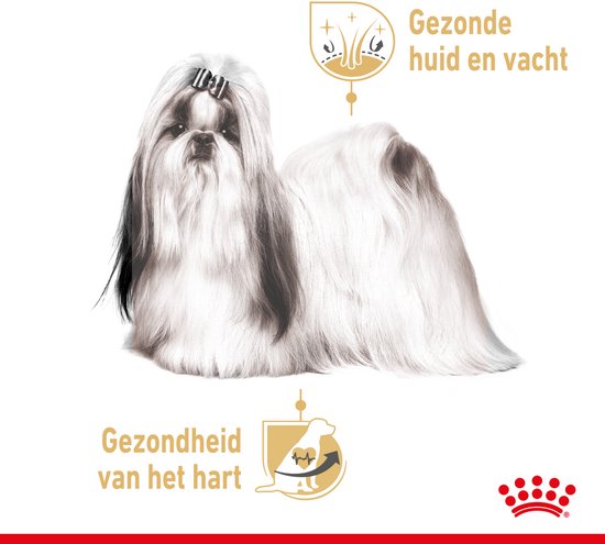 Shih Tzu hond met een lange, zachte, beige vacht en een rood strikje op zijn hoofd. Illustratie van gezonde huid en vacht, en gezonde hart.