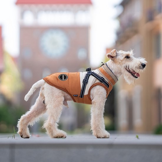Een voskleurige terriër met een oranje-beige jas, staand op een stenen ondergrond.