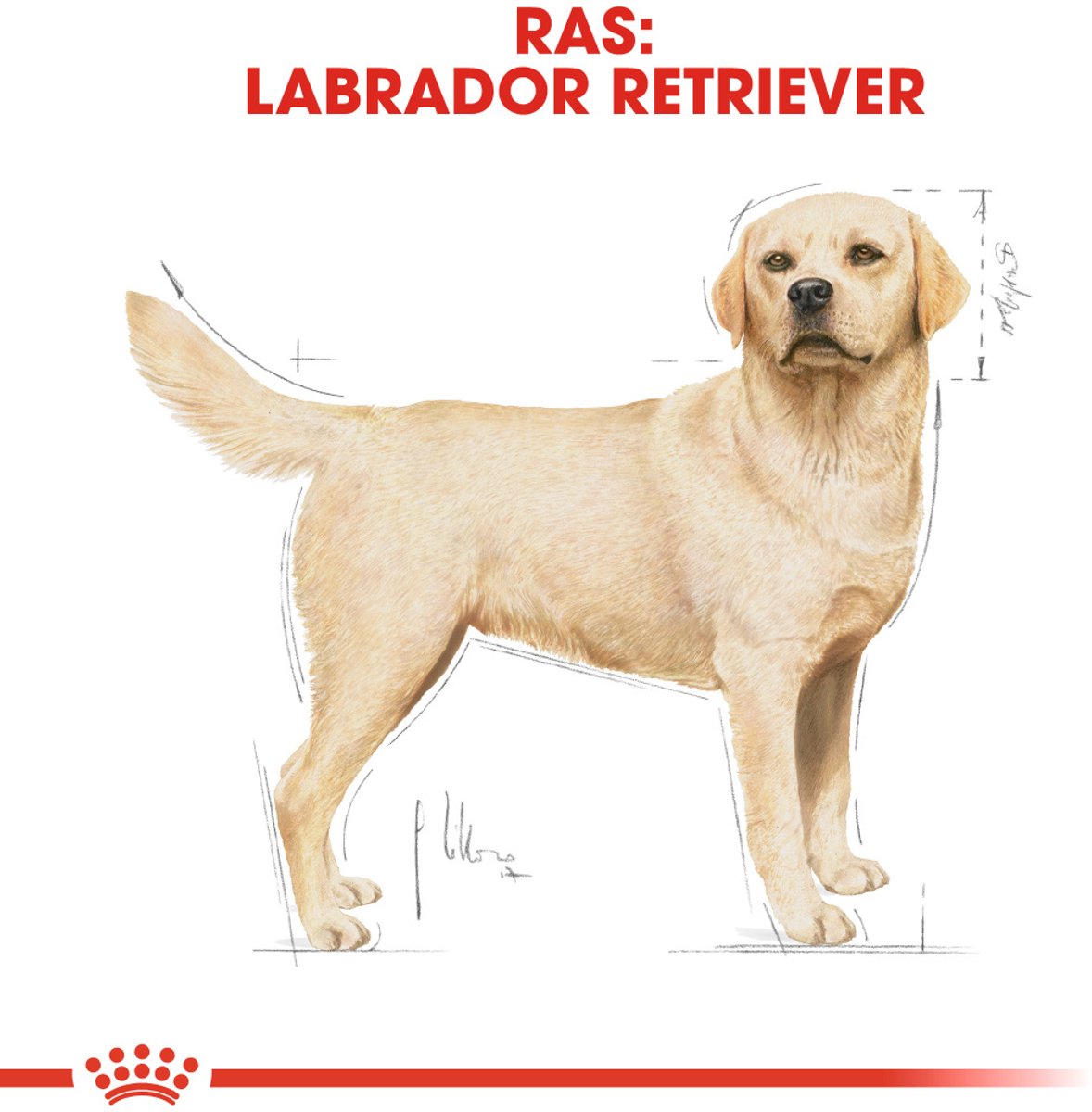 Royal Canin - Labrador Adult Voer thumbnail 2