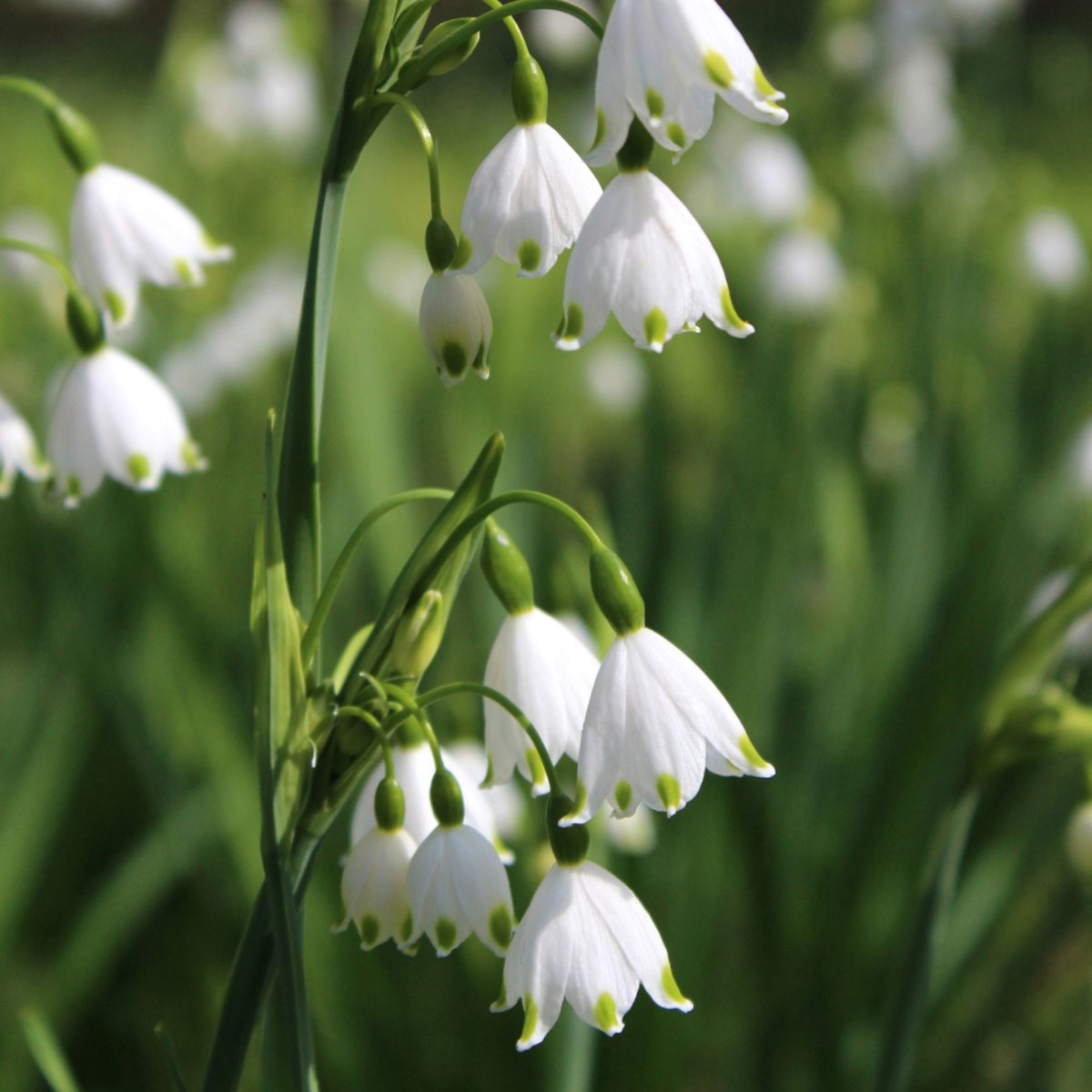 Zomerklokje (Leucojum) - Gravetye Giant - Vaste planten - Bijen-Vlinders - Snijbloemen - Geurend - Voorjaarsbollen - bloeit in April / Mei / Juni