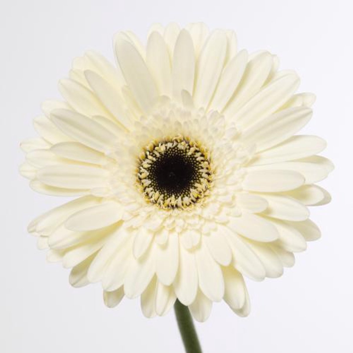 45x Gerbera iceberg 70cm