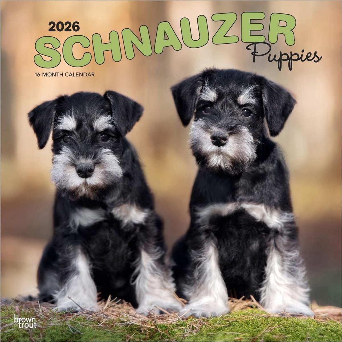 Schnauzer Puppies Kalender 2026