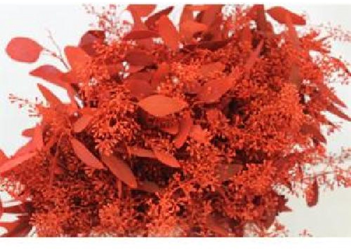 5x Sg eucalyptus pol.bes rood 60cm