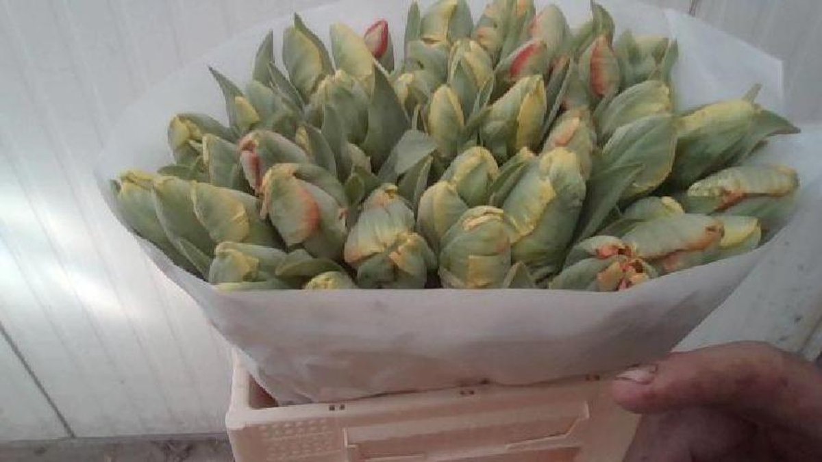 50x Tulipa rainbow parrot pa 30cm