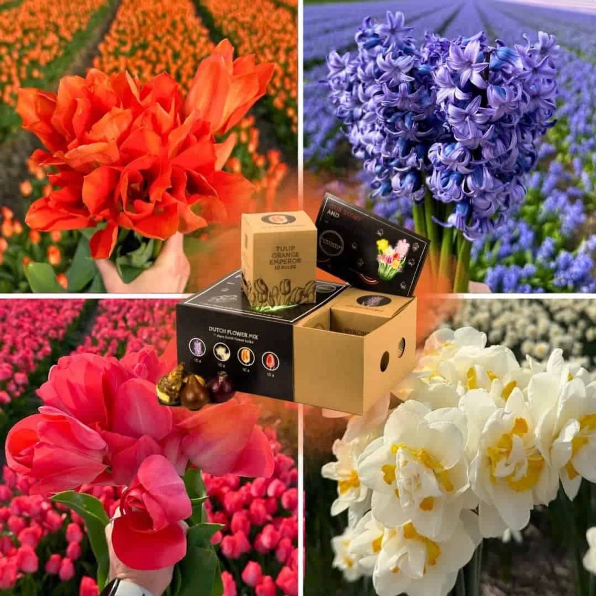 Bloembollenmix Dutch Flower Mix - 40 bloembollen - bolmaat 12+ - luxe cadeau box medium, kleurrijke voorjaarsmix, grootbloemig, winterhard - direct van de kweker - Flowerbulbs Amsterdam