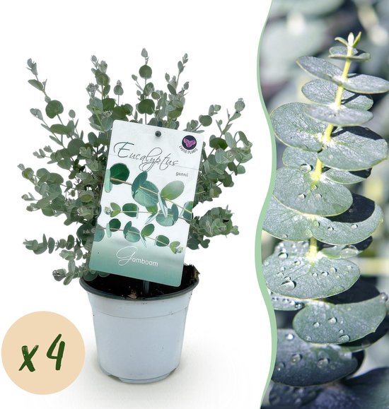 Plantenboetiek.nl | Eucalyptus - Eucalyptus gunni - Grijs - Résistant à l'hiver | 4 pièces - Plante de terrasse - Ø15cm - 30cm de haut - Plante de jardin