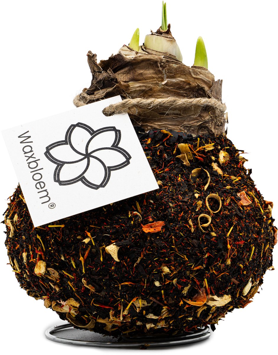 Waxbloem® | Wax Amaryllis | Orange Spices