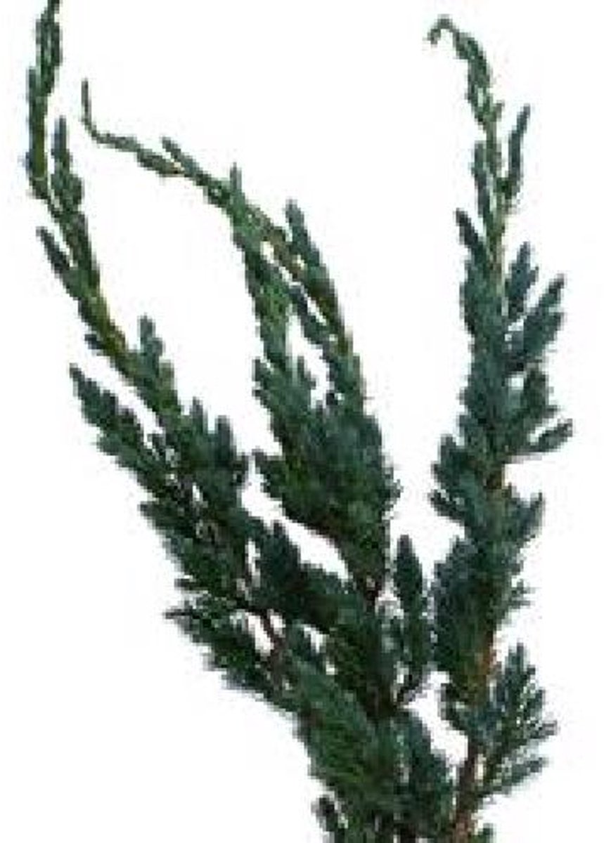 4x Ko juniperus squamata meyerii 50cm