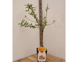 Bergeron Abrikozenboom -Fruitboom- 120 cm hoog- Laagstam- Potgekweekt- professioneel telersras