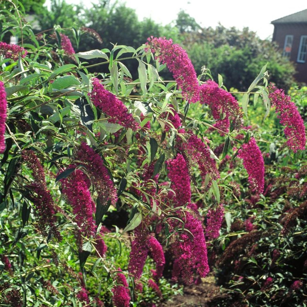 Buddleja davidii 'Royal Red' C3 50-60 cm - Insectenlokkend - Bladverliezend - Bloeiende plant - Geurend - Informele haag