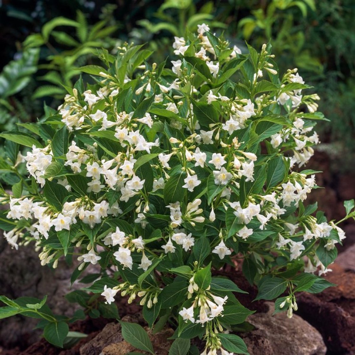 Plants Online BV - Planten - Tuinplanten - Heesters - Set van 1 - Weigela 'Bristol Snowflake'